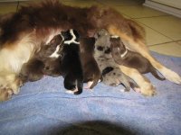 April Puppies.jpg