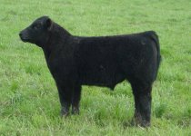 39-steer.jpg