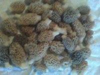Mushrooms Group.jpg