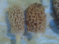 Mushroom 2.jpg