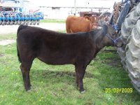 Dr Who Heifer 002.jpg