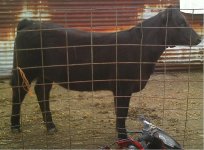 Dr Who Heifer 1.JPG