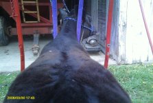 Dr Who Heifer 2.JPG
