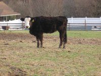 Erik's Simmi Heifer 004.jpg