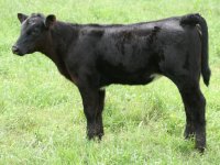 902 GC heifer.JPG