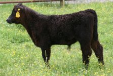 903 Rocky steer.JPG
