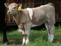 906 MM heifer.JPG