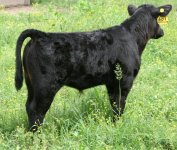 906 steer golden child.JPG