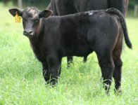 907 HW steer.JPG