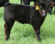 908 HW heifer.JPG