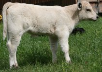 908 MM heifer.JPG