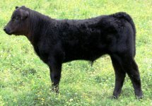 909 Heatwave steer.JPG