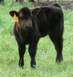 910 Dr.Who heifer.JPG