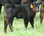 911 GC steer.JPG