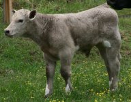 915 MM steer.JPG