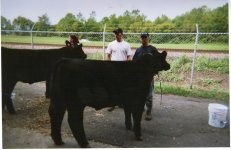 Rustys steer.jpg