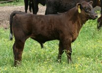 905 Kadabra steer.JPG