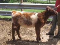 Fall 2008 Calves 017.jpg