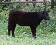calves051509 291 Heatwave M web.jpg