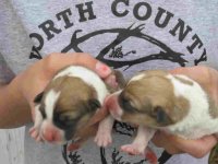 pups1.jpg
