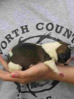pup2.jpg
