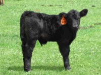 Boombox x Mojo steer.jpg