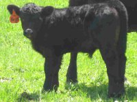 mojo heifers steer.jpg