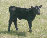 IMG_3684----- Black Powder -----copy.jpg