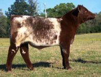 shorthorn1.jpg