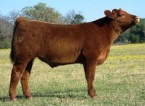 RED-STEER-[1].jpg