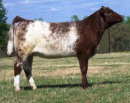 shorthorn heifer.jpg