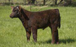 hotspot steer X maine cow.jpg