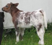 roanheifer20091.jpg