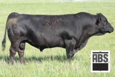 029SM00403_Bull.jpg