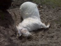 dead goaty.jpg