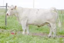 Charolais 702.jpg