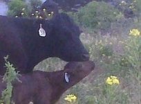 Molly and Calf 2.jpg