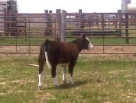 Eye Candy X Kodiak heifer.jpg