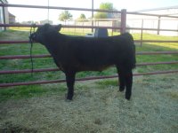 black calves 039.JPG