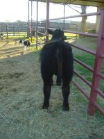 black calves 040.JPG