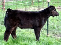 Dr Business Calf Ohio.jpg