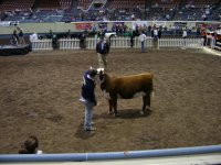 cattle show 068.JPG
