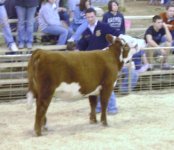 cattle show 059.JPG