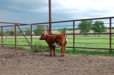 kent shorthorn 006.jpg