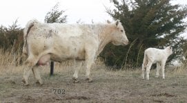 IMG_3618--702- april calf- copy.jpg