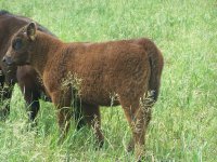 Carnac X Stricly Business Heifer (MAY).jpg