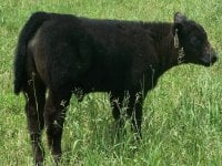 HW X Full Flush Steer 273.jpg