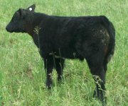 HW X Full Flush Steer 870.jpg