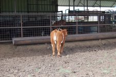 kent shorthorn 011.jpg