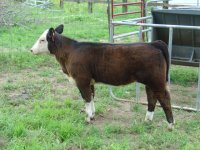 HW1xWMW heifer 002.JPG